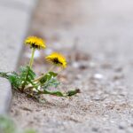 Löwenherz in Asphalt / Quelle: bigstock