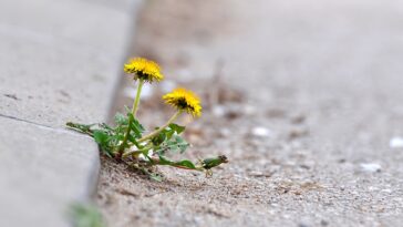 Löwenherz in Asphalt / Quelle: bigstock